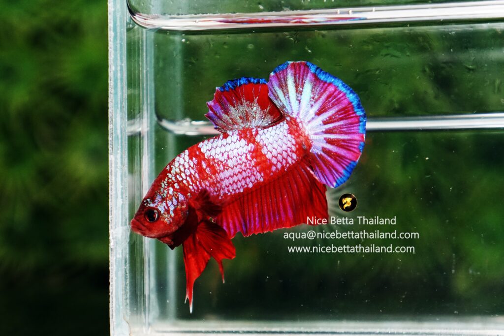 Rare betta fish