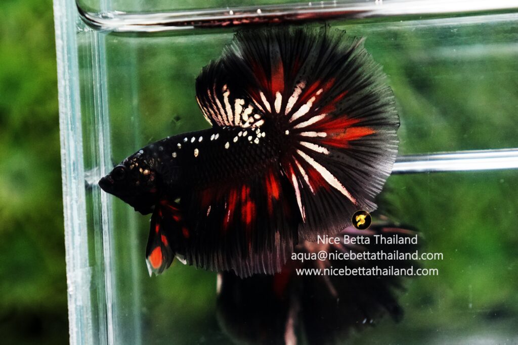 Rare betta fish