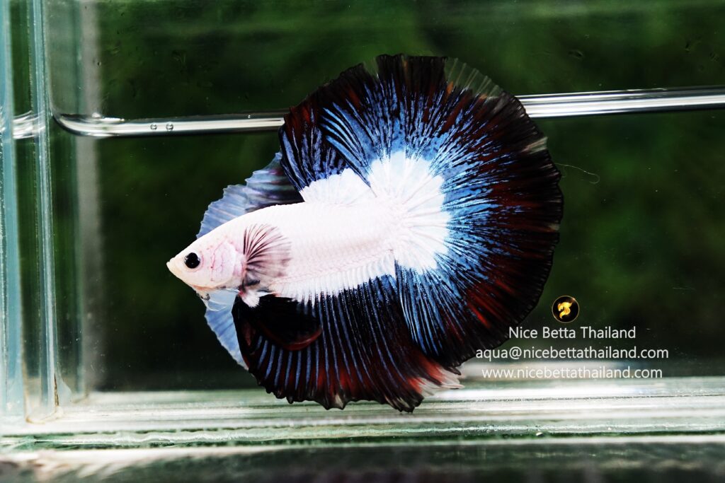 Rare betta fish