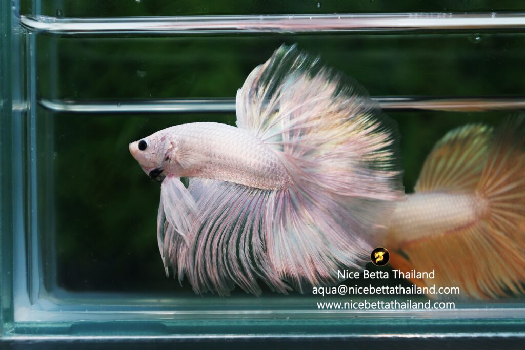 Rare betta fish