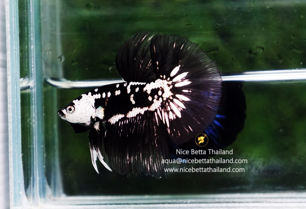 Rare betta fish for sale