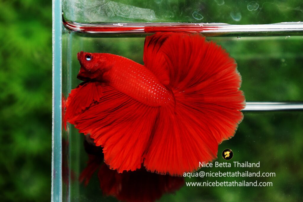 Red betta fish