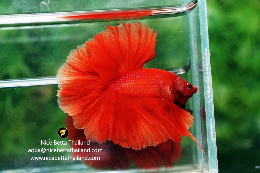 Rosetail Red betta fish