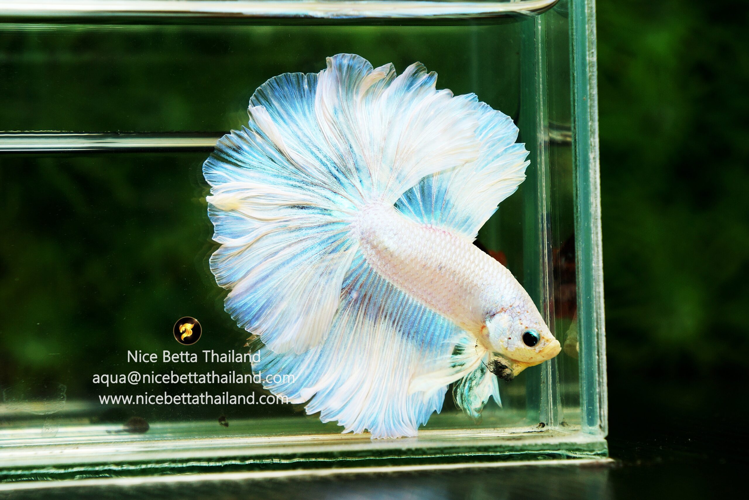 Betta Fancy Fish Aquarium Enterprise Beautiful Movement White Crowntail  Betta Fish Fancy Halfmoon Betta, image size:2560x1707