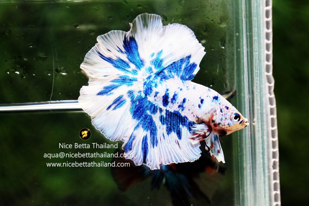 Rosetail betta fish