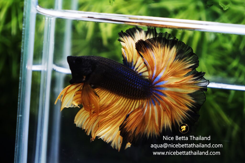 Rosetail betta fish