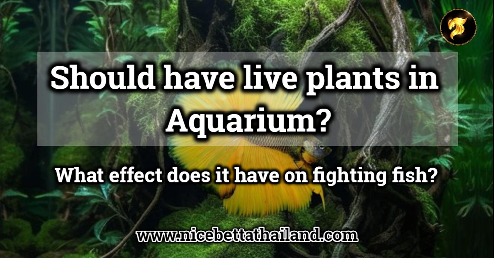 Should have live plants in Aquarium