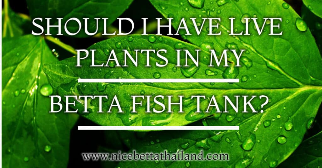 Should have live plants in betta fish tank