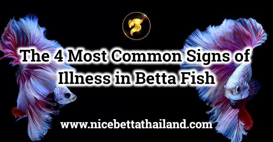 Illness in Betta Fish