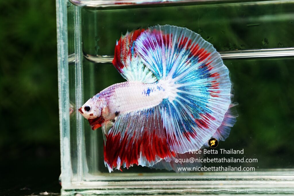 Sky Hawk betta fish