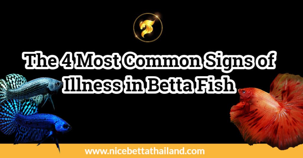 The 4 Most Common Signs of Illness in Betta Fish