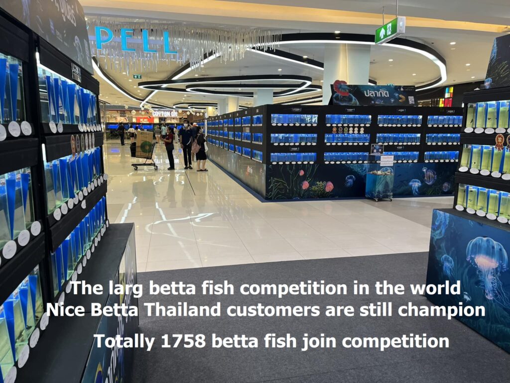 The larg betta fish competition in the world