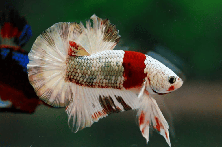 The most expensive betta fish in the world