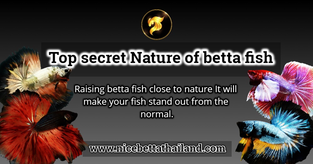 Top secret Nature of betta fish