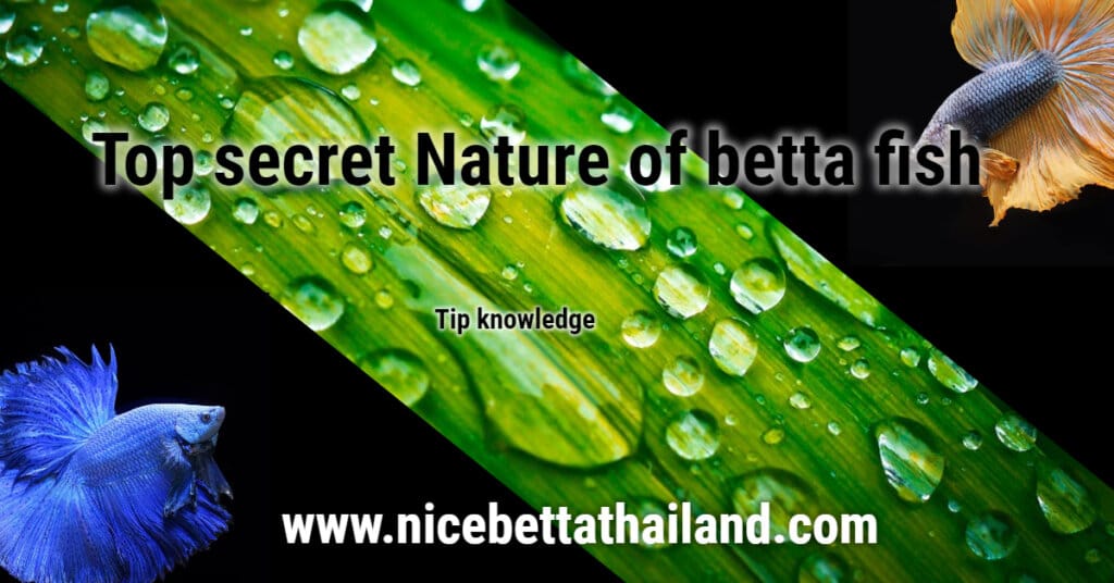 Top secret Nature of betta fish