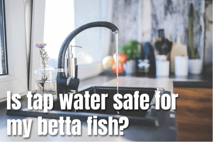 Water for betta fish