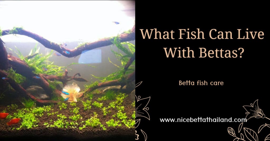 What Fish Can Live With Bettas