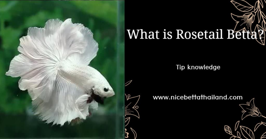 What is Rose tail Betta fish