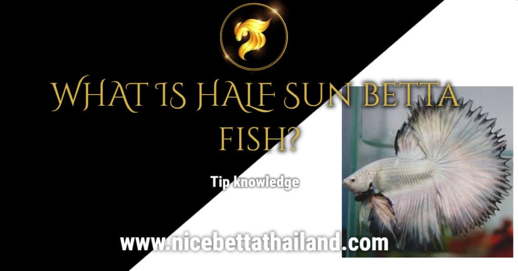 What is half sun betta fish