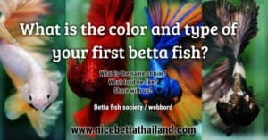 What is the color and type of your first betta fish.