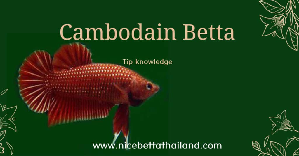 What the Cambodian Betta fish