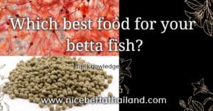 Which best food for your betta fish