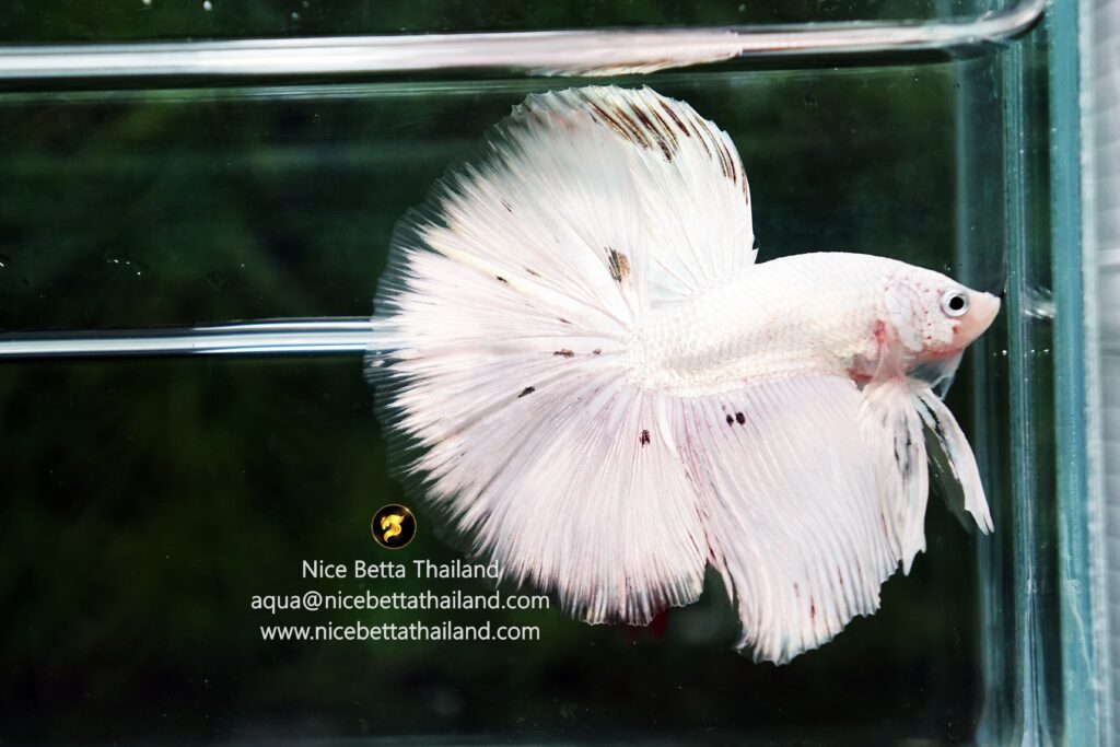 White betta fish