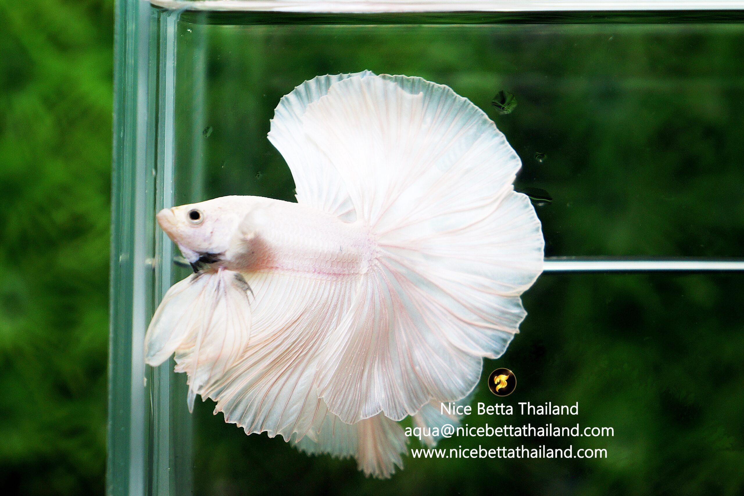 Platinum white halfmoon : r/bettafish, image size:2560x1707