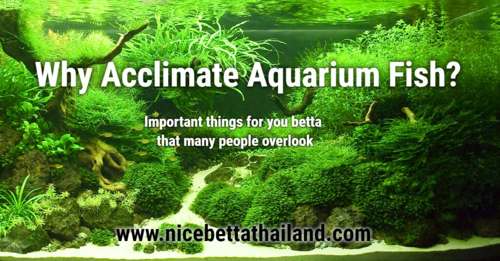Why Acclimate Aquarium Fish