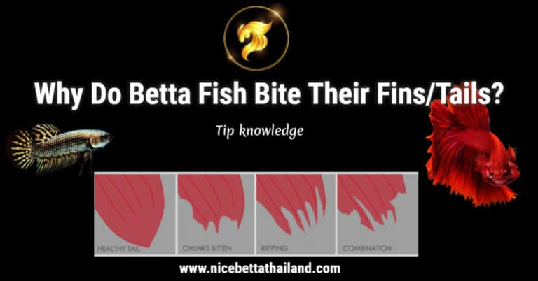 Why Do Betta Fish Bite Their Fins Tails? - nicebettathailand.com