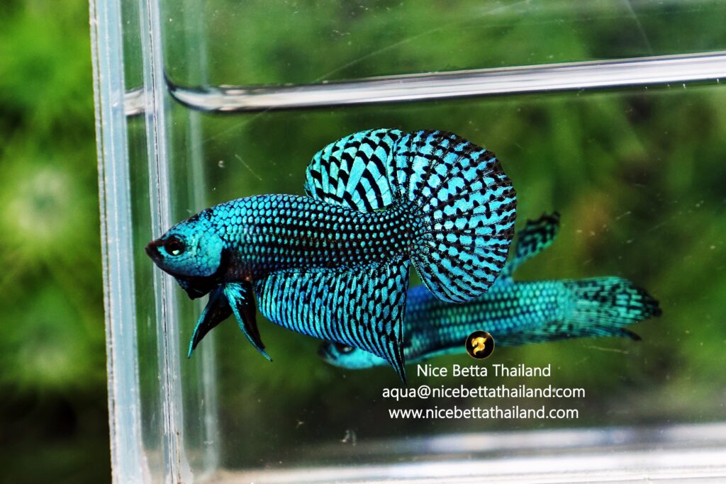 Wild Hybid betta fish