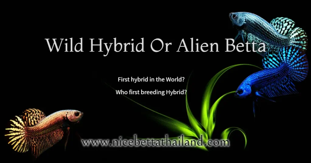 You know hybrid or Alien Betta