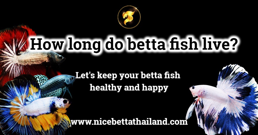betta fish live