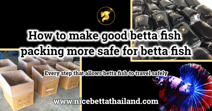 betta fish packing