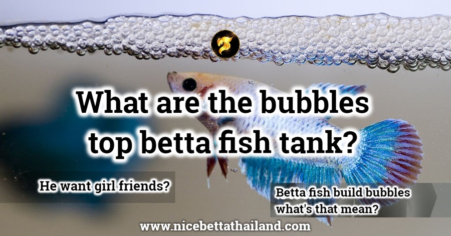 bubbles top betta fish tank