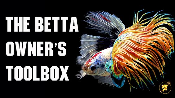 10 tools a betta fish owner should not be without
