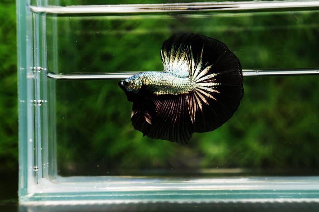 Nice Betta Thailand