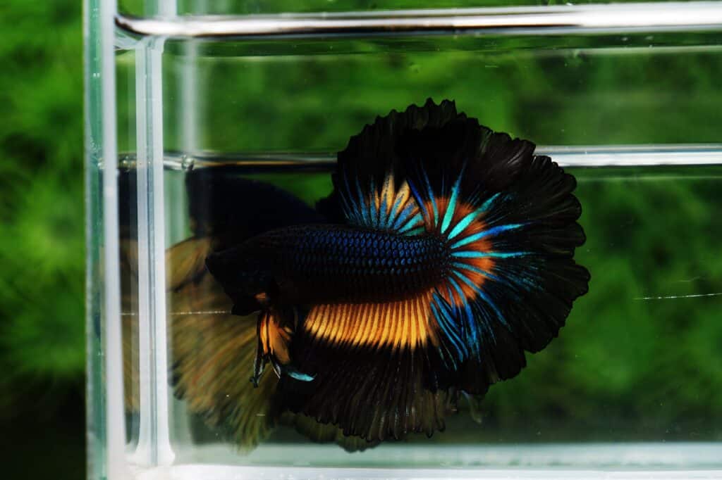 Betta fish for sale