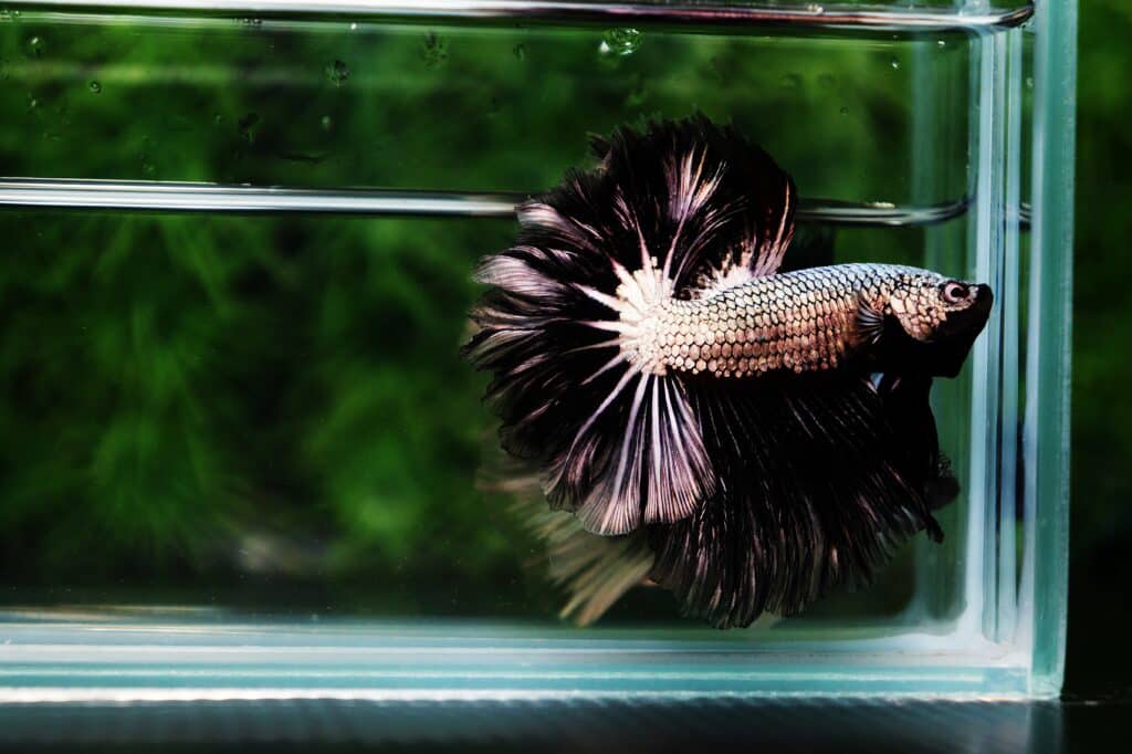 Betta fish for sale