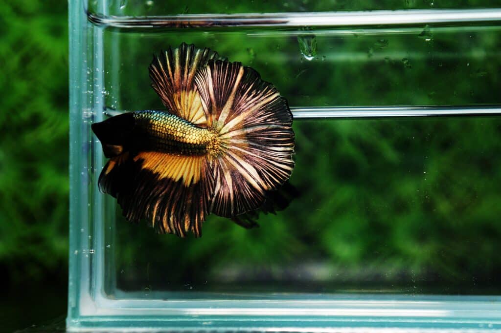 Betta fish for sale
