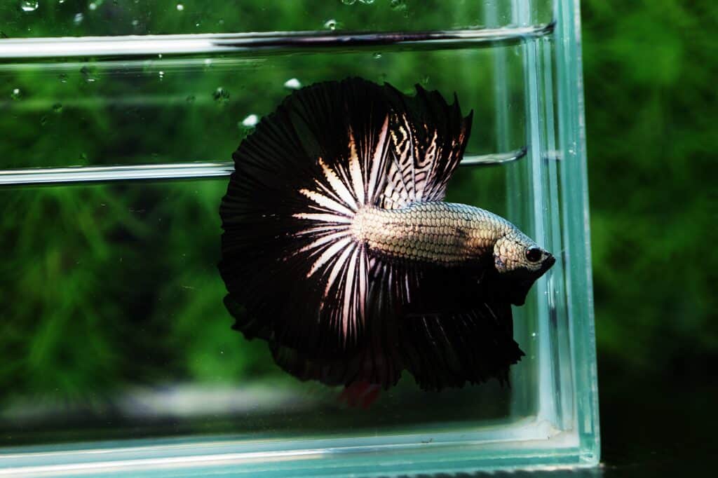 Betta fish for sale