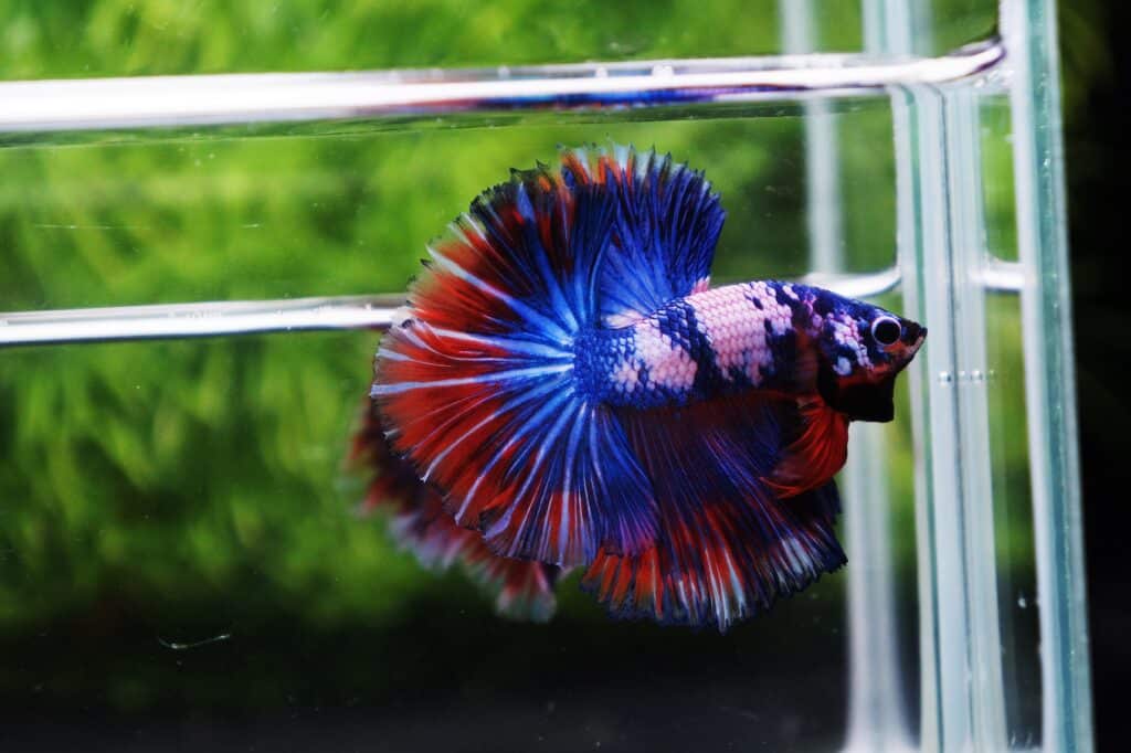 Betta fish for sale
