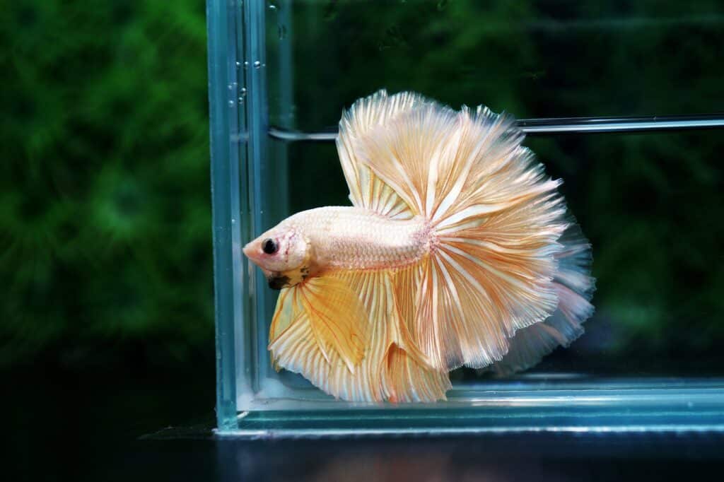 Betta fish for sale