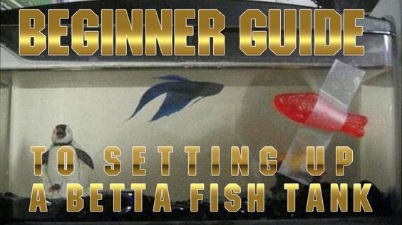 A Beginners Guide to Setting up a Betta Fish Tank