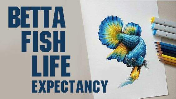 Betta Fish Life Expectancy