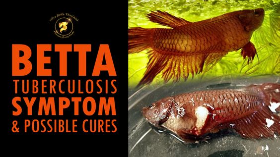 Betta Tuberculosis