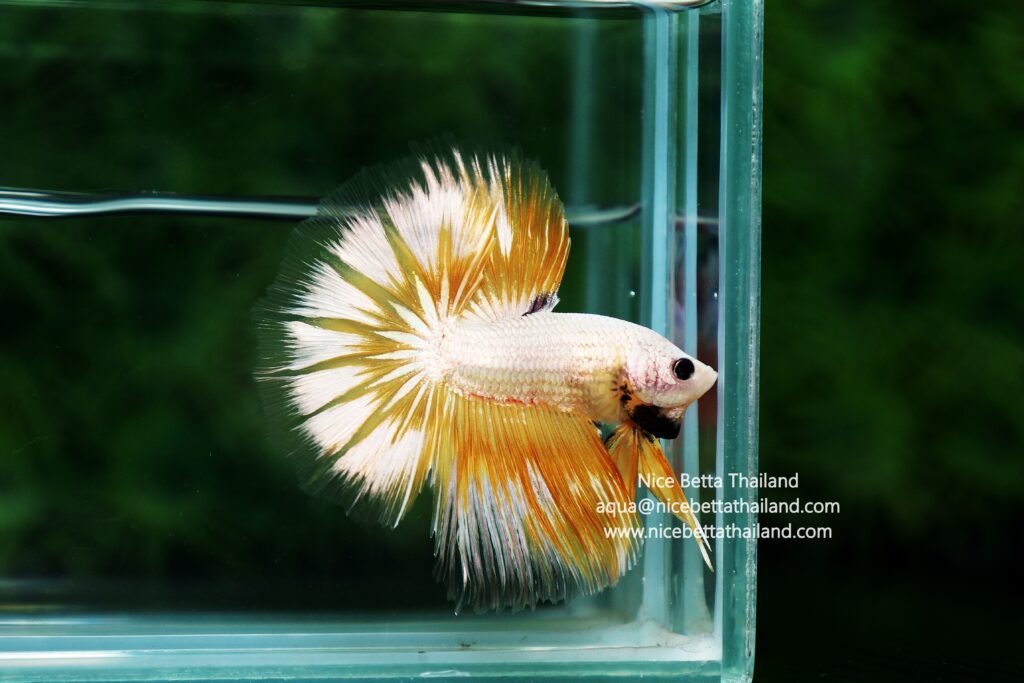 Betta fish