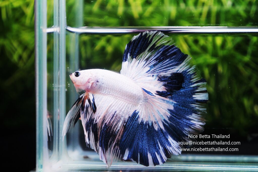 Betta fish