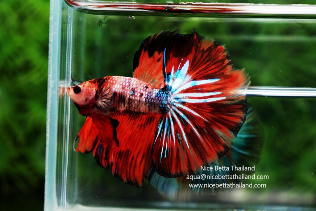 Betta fish