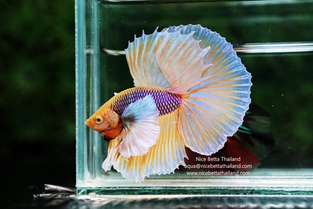 Betta fish